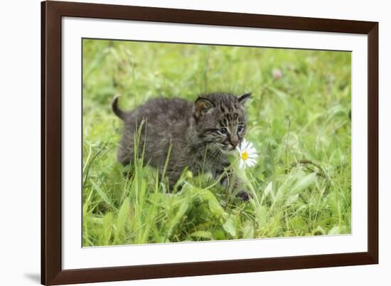 Minnesota, Sandstone, Bobcat Kitten in Spring Grasses with Daisy-Rona Schwarz-Framed Photographic Print