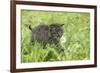 Minnesota, Sandstone, Bobcat Kitten in Spring Grasses with Daisy-Rona Schwarz-Framed Photographic Print