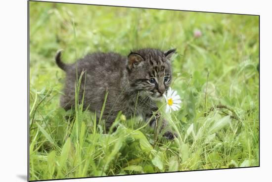 Minnesota, Sandstone, Bobcat Kitten in Spring Grasses with Daisy-Rona Schwarz-Mounted Photographic Print
