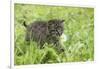 Minnesota, Sandstone, Bobcat Kitten in Spring Grasses with Daisy-Rona Schwarz-Framed Photographic Print