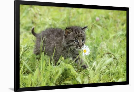 Minnesota, Sandstone, Bobcat Kitten in Spring Grasses with Daisy-Rona Schwarz-Framed Photographic Print