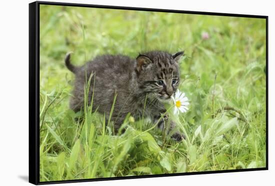 Minnesota, Sandstone, Bobcat Kitten in Spring Grasses with Daisy-Rona Schwarz-Framed Stretched Canvas