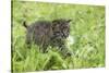 Minnesota, Sandstone, Bobcat Kitten in Spring Grasses with Daisy-Rona Schwarz-Stretched Canvas