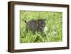 Minnesota, Sandstone, Bobcat Kitten in Spring Grasses with Daisy-Rona Schwarz-Framed Photographic Print