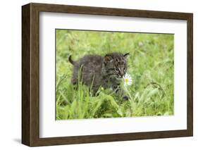 Minnesota, Sandstone, Bobcat Kitten in Spring Grasses with Daisy-Rona Schwarz-Framed Photographic Print