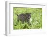 Minnesota, Sandstone, Bobcat Kitten in Spring Grasses with Daisy-Rona Schwarz-Framed Photographic Print