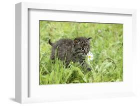 Minnesota, Sandstone, Bobcat Kitten in Spring Grasses with Daisy-Rona Schwarz-Framed Photographic Print