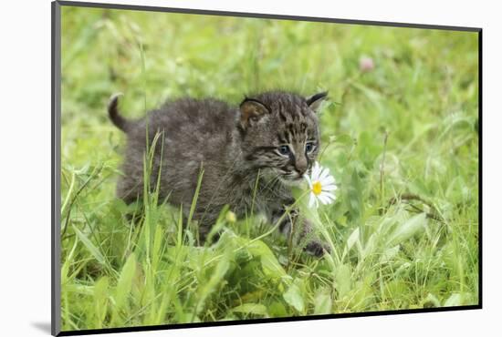 Minnesota, Sandstone, Bobcat Kitten in Spring Grasses with Daisy-Rona Schwarz-Mounted Photographic Print