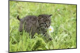 Minnesota, Sandstone, Bobcat Kitten in Spring Grasses with Daisy-Rona Schwarz-Mounted Photographic Print