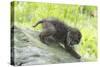 Minnesota, Sandstone, Bobcat Kitten on Top of Log in Spring Grasses-Rona Schwarz-Stretched Canvas