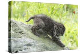 Minnesota, Sandstone, Bobcat Kitten on Top of Log in Spring Grasses-Rona Schwarz-Stretched Canvas