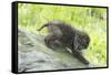 Minnesota, Sandstone, Bobcat Kitten on Top of Log in Spring Grasses-Rona Schwarz-Framed Stretched Canvas