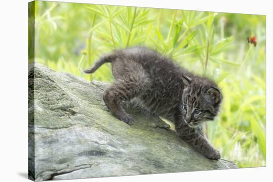 Minnesota, Sandstone, Bobcat Kitten on Top of Log in Spring Grasses-Rona Schwarz-Stretched Canvas