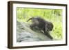 Minnesota, Sandstone, Bobcat Kitten on Top of Log in Spring Grasses-Rona Schwarz-Framed Photographic Print