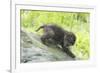 Minnesota, Sandstone, Bobcat Kitten on Top of Log in Spring Grasses-Rona Schwarz-Framed Photographic Print