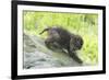 Minnesota, Sandstone, Bobcat Kitten on Top of Log in Spring Grasses-Rona Schwarz-Framed Photographic Print