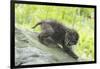 Minnesota, Sandstone, Bobcat Kitten on Top of Log in Spring Grasses-Rona Schwarz-Framed Photographic Print