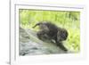 Minnesota, Sandstone, Bobcat Kitten on Top of Log in Spring Grasses-Rona Schwarz-Framed Premium Photographic Print