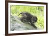 Minnesota, Sandstone, Bobcat Kitten on Top of Log in Spring Grasses-Rona Schwarz-Framed Premium Photographic Print