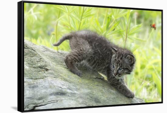 Minnesota, Sandstone, Bobcat Kitten on Top of Log in Spring Grasses-Rona Schwarz-Framed Stretched Canvas