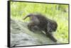 Minnesota, Sandstone, Bobcat Kitten on Top of Log in Spring Grasses-Rona Schwarz-Framed Stretched Canvas