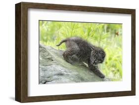 Minnesota, Sandstone, Bobcat Kitten on Top of Log in Spring Grasses-Rona Schwarz-Framed Photographic Print