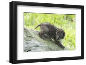 Minnesota, Sandstone, Bobcat Kitten on Top of Log in Spring Grasses-Rona Schwarz-Framed Photographic Print