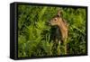 Minnesota, Sandstone, Close Up of White Tailed Deer Fawn in the Ferns-Rona Schwarz-Framed Stretched Canvas