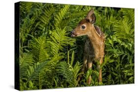 Minnesota, Sandstone, Close Up of White Tailed Deer Fawn in the Ferns-Rona Schwarz-Stretched Canvas
