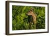 Minnesota, Sandstone, Close Up of White Tailed Deer Fawn in the Ferns-Rona Schwarz-Framed Photographic Print