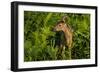 Minnesota, Sandstone, Close Up of White Tailed Deer Fawn in the Ferns-Rona Schwarz-Framed Photographic Print