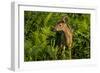 Minnesota, Sandstone, Close Up of White Tailed Deer Fawn in the Ferns-Rona Schwarz-Framed Photographic Print