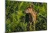 Minnesota, Sandstone, Close Up of White Tailed Deer Fawn in the Ferns-Rona Schwarz-Mounted Photographic Print