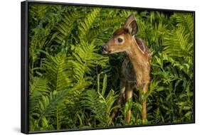 Minnesota, Sandstone, Close Up of White Tailed Deer Fawn in the Ferns-Rona Schwarz-Framed Photographic Print