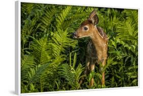 Minnesota, Sandstone, Close Up of White Tailed Deer Fawn in the Ferns-Rona Schwarz-Framed Photographic Print