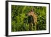 Minnesota, Sandstone, Close Up of White Tailed Deer Fawn in the Ferns-Rona Schwarz-Framed Photographic Print