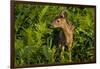 Minnesota, Sandstone, Close Up of White Tailed Deer Fawn in the Ferns-Rona Schwarz-Framed Photographic Print