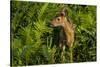 Minnesota, Sandstone, Close Up of White Tailed Deer Fawn in the Ferns-Rona Schwarz-Stretched Canvas