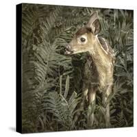 Minnesota, Sandstone, Close Up of White Tailed Deer Fawn in the Ferns-Rona Schwarz-Stretched Canvas