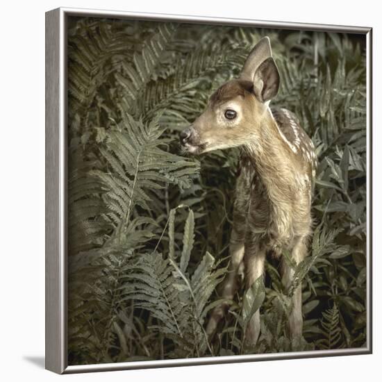 Minnesota, Sandstone, Close Up of White Tailed Deer Fawn in the Ferns-Rona Schwarz-Framed Photographic Print