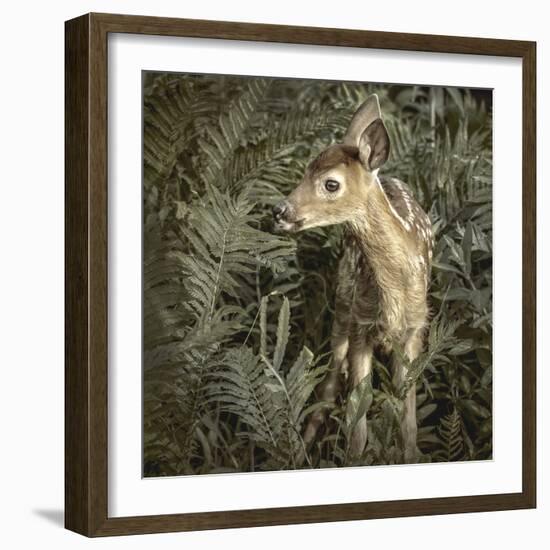 Minnesota, Sandstone, Close Up of White Tailed Deer Fawn in the Ferns-Rona Schwarz-Framed Photographic Print