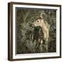 Minnesota, Sandstone, Close Up of White Tailed Deer Fawn in the Ferns-Rona Schwarz-Framed Photographic Print