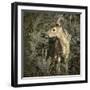 Minnesota, Sandstone, Close Up of White Tailed Deer Fawn in the Ferns-Rona Schwarz-Framed Photographic Print