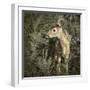 Minnesota, Sandstone, Close Up of White Tailed Deer Fawn in the Ferns-Rona Schwarz-Framed Photographic Print