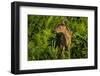 Minnesota, Sandstone, Close Up of White Tailed Deer Fawn in the Ferns-Rona Schwarz-Framed Photographic Print