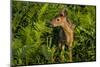 Minnesota, Sandstone, Close Up of White Tailed Deer Fawn in the Ferns-Rona Schwarz-Mounted Photographic Print