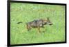 Minnesota, Sandstone, Minnesota Connection. Grey Wolf Pup Hunting-Rona Schwarz-Framed Photographic Print