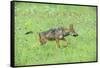 Minnesota, Sandstone, Minnesota Connection. Grey Wolf Pup Hunting-Rona Schwarz-Framed Stretched Canvas
