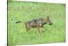 Minnesota, Sandstone, Minnesota Connection. Grey Wolf Pup Hunting-Rona Schwarz-Stretched Canvas