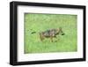 Minnesota, Sandstone, Minnesota Connection. Grey Wolf Pup Hunting-Rona Schwarz-Framed Photographic Print